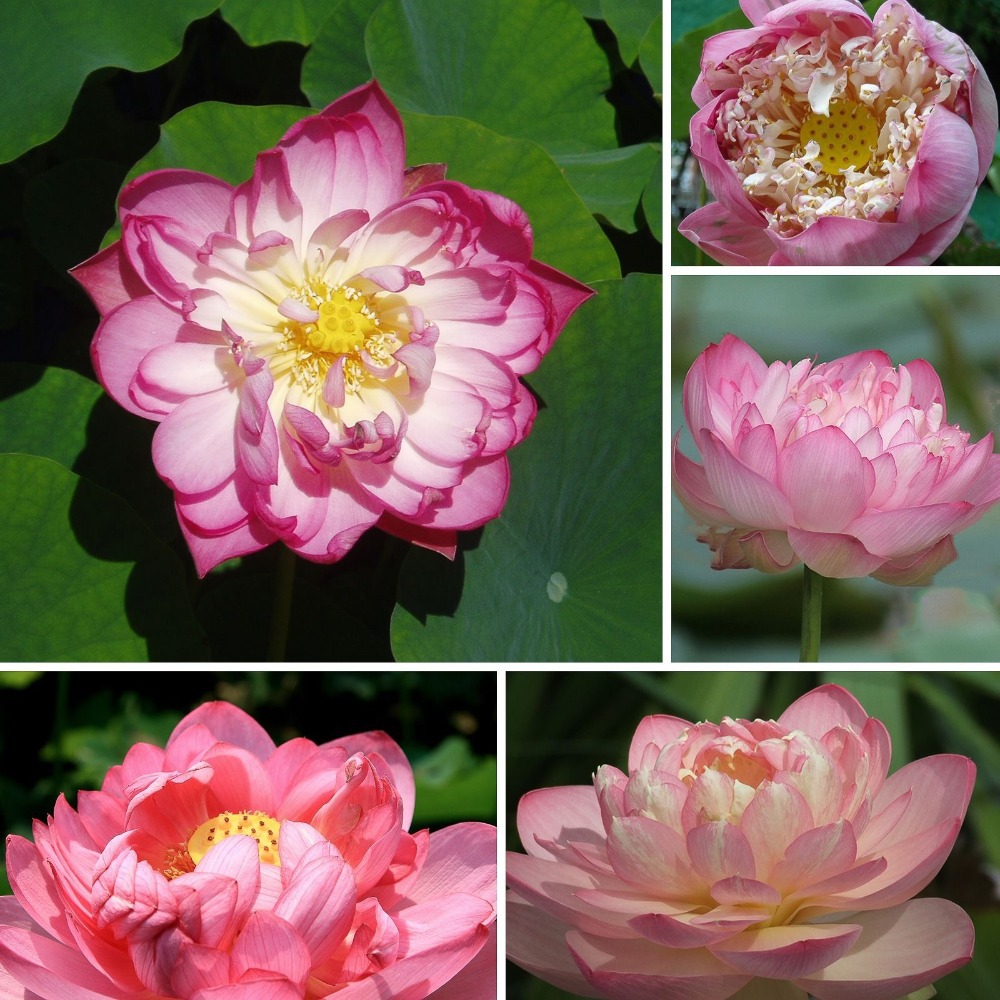 

Flower seeds pink Lotus flower seeds garden decoration plant 10pcs F107