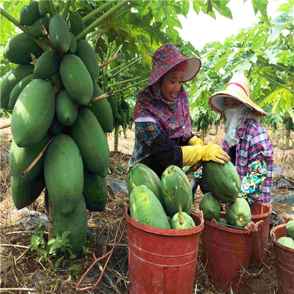 

Papaya tree seeds Fruit Fresh Tree Seeds garden decoration plant 20pcs B32
