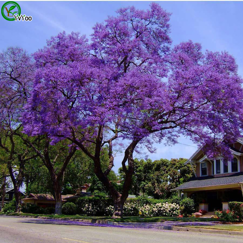 

Jacaranda Seeds bonsai tree 100% true seed in-kind shooting home garden plant 20pcs W016