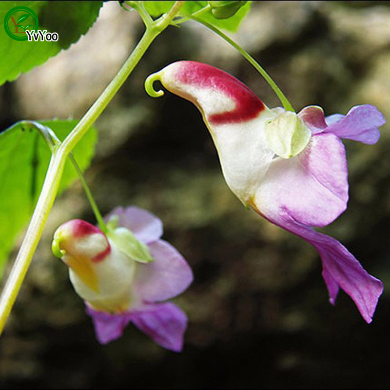 

Parrot Orchid Seeds Flower Seeds Indoor Bonsai plant 30 particles / lot W020