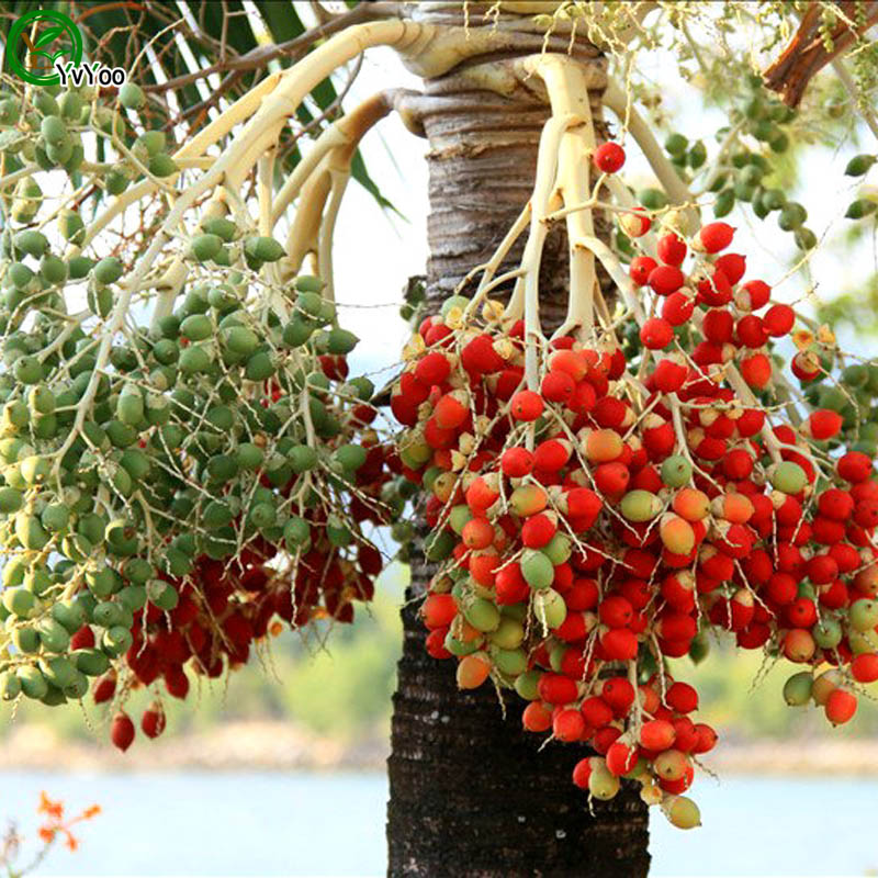 

Areca Seeds Bonsai Tree Seeds Home Garden decoration 1 particles / bag N016