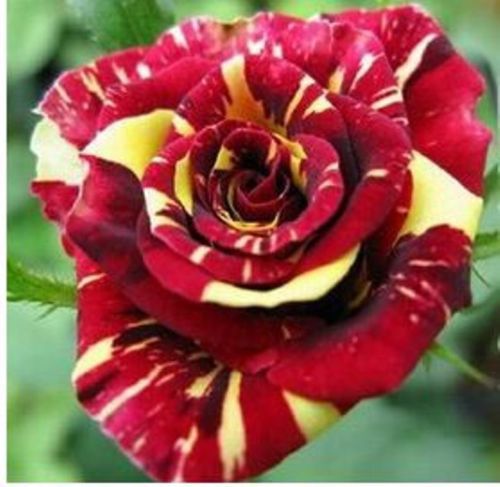 

Rare Meteor Shower rose seeds Flower seeds garden decoration plant 20pcs C03