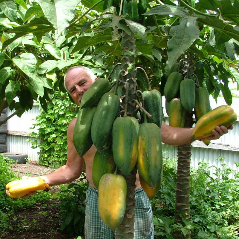 

Bonsai plant Papaya seeds Delicious Fruit garden decoration plant 20pcs B16