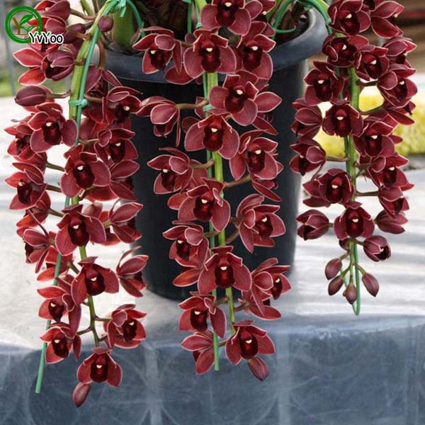 

Boat orchids seeds Flower Seeds Indoor Bonsai plant 20 particles / lot u018