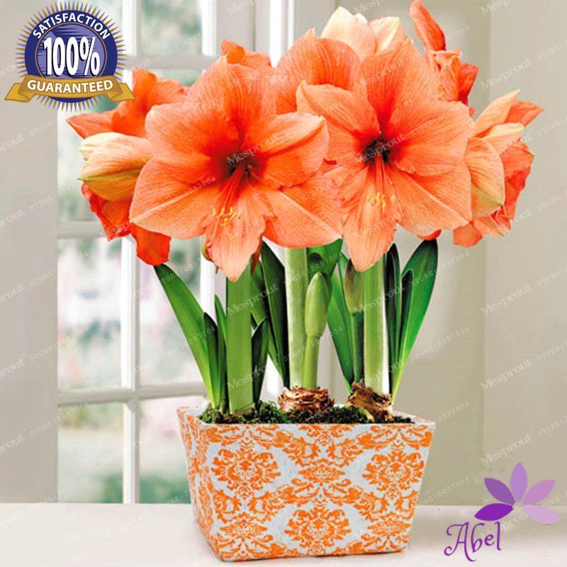 

orange color 4 Bulbs - Amaryllis Bulbs,True Hippeastrum Bulbs Flowers (Not Seeds)