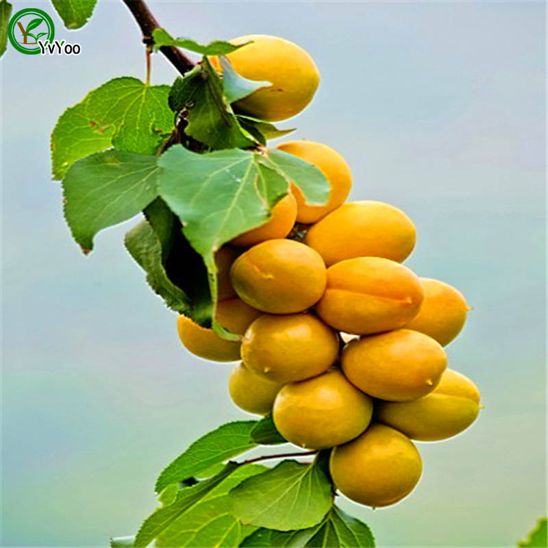 

Apricot tree Seeds Delicious Fruit Mini Potted Fruit Tree Seeds Interesting Bonsai Plant 5 Particles / lot V017