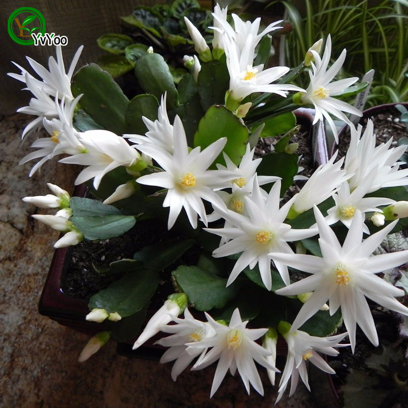 

Crab cactus Seeds Flower Seeds Indoor Bonsai plant 30 particles / lot F014