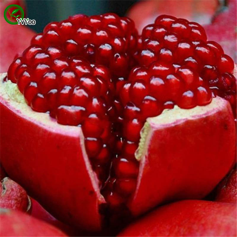 

Pomegranate Seeds Green Organic Vegetables and Fruit Seeds Delicious 30 Particles / lot V014