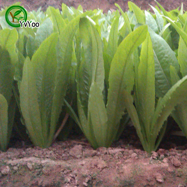 

Lettuce Seed garden plants Bonsai organic fruit and vegetable seeds 50pcs S018
