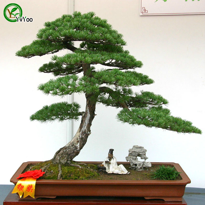 

Cypress Tree Seeds Bonsai Tree Seeds Very Beautiful Indoor Tree Home Garden plant 50 particles / bag W012