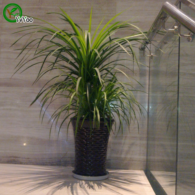 

Dracaena seeds Chinese Bonsai Tree Seeds This is 100% True Seed 30 pcs P06