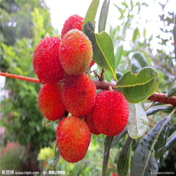 

Hot selling 10pcs/bag red bayberry rare fruit seed bonsai plant home garden A070
