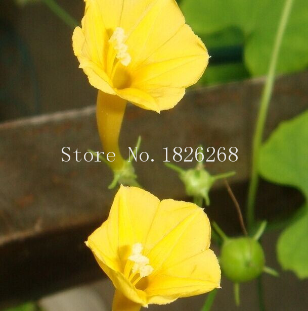 

Flower seeds Yellow Morning Glory Flower Seeds Climbing plants seeds 100pcs