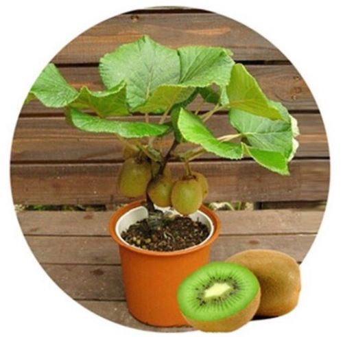 

Bonsai plant Kiwi tree seeds Fruit garden decoration plant 20pcs A93