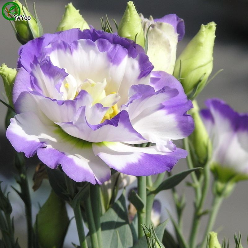 

Purple Lisianthus Seeds Flower Seeds Indoor Bonsai plant 50 particles / lot G011