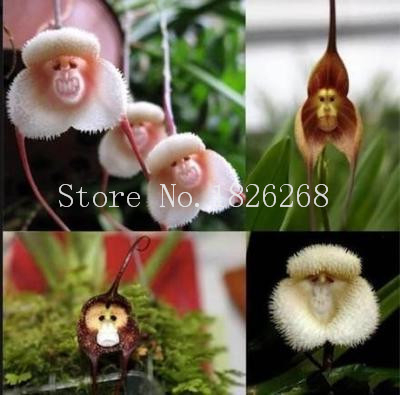 

Bonsai flower seeds Monkey face orchid flower seeds garden flower seeds 20 pcs