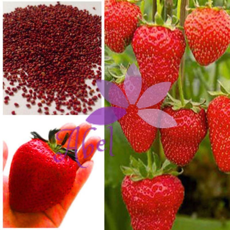 

HOT 1000+ Giant Strawberry seeds Super big Red Strawberry Bonsai Fruit