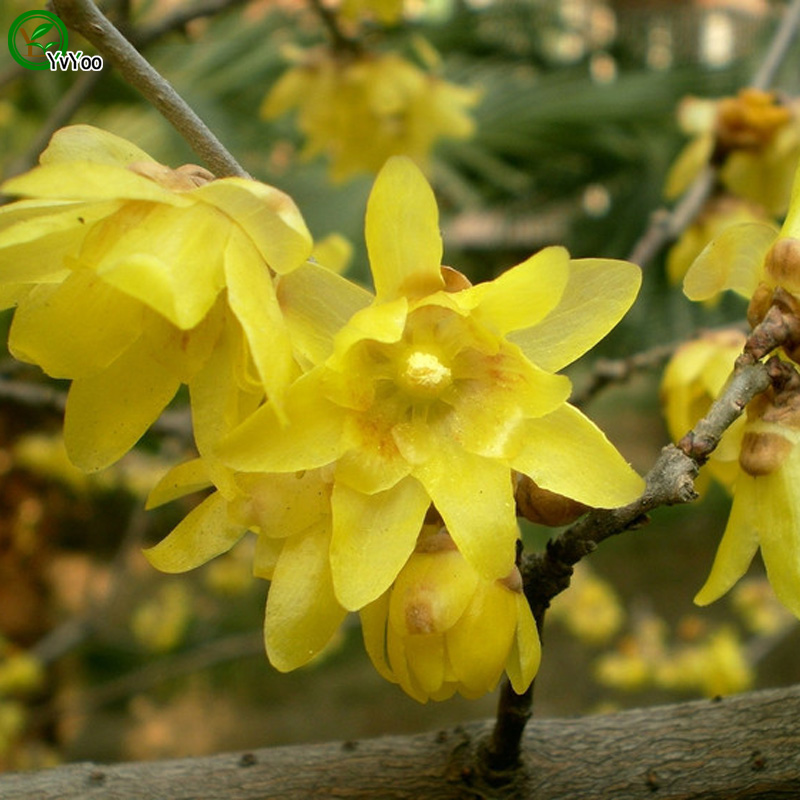 

Chimonanthus praecox Seeds Bonsai Tree Seeds Very Beautiful Indoor Tree Home Garden plant 5pcs particles / G015