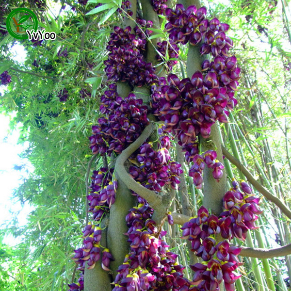 

Purple Mucuna seeds Bonsai Tree Seeds Home Garden decoration 2 particles / bag U06