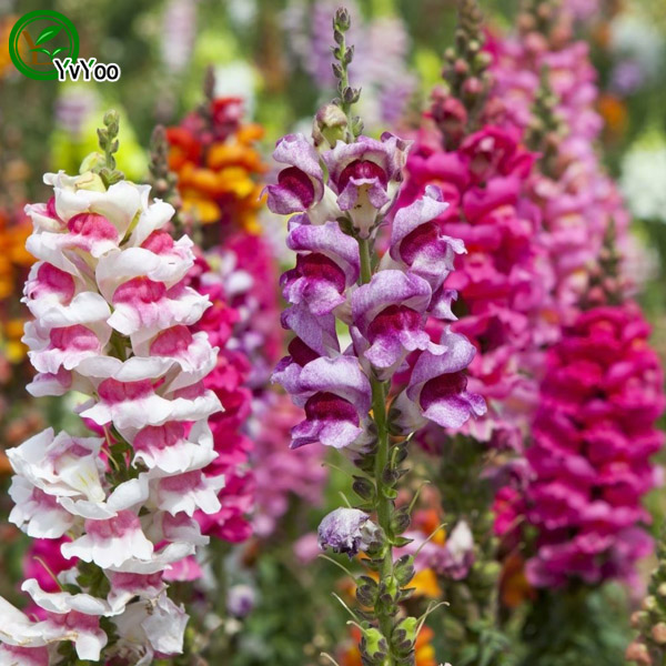 

Snapdragon seeds Flower Seeds Indoor Bonsai plant 100 particles / lot u021