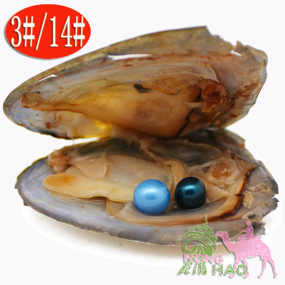 

Freshwater Vacuum Packaging Oyster Hope Pearl Pearl Pagoda Shell Pearls inside, 28 colors of pearl mysterious surprise gift