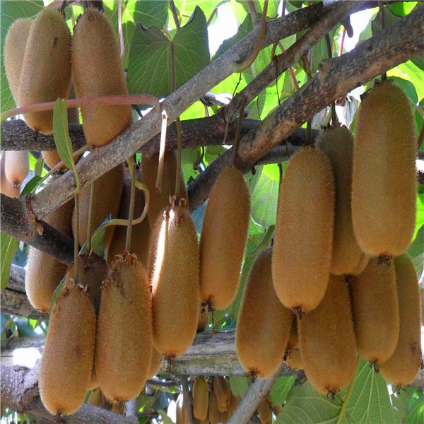 

Kiwi Tree Seeds Natural Perfume Indoor, DIY Home Garden Bonsai 50Seeds T006