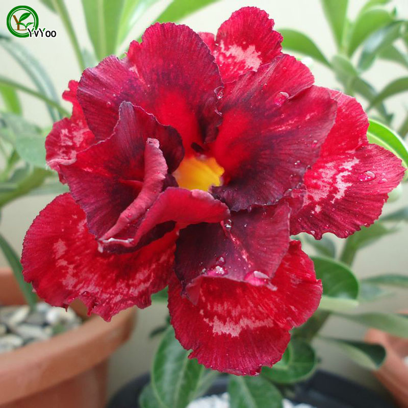 

Desert rose Seeds Bonsai Flower Seeds Potted Plants Flowers 5 Particles / Bag b010