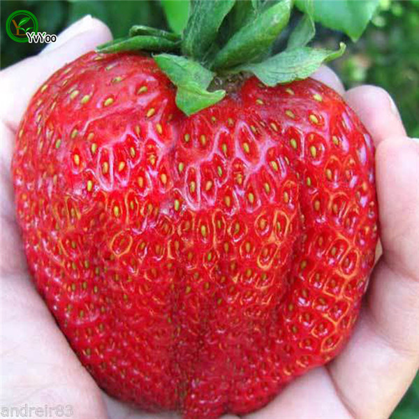 

Giant Strawberries Seeds Organic Fruit Tree Seeds Home Garden Fruit Plant ,Can Be Eaten! 100 pcs F010