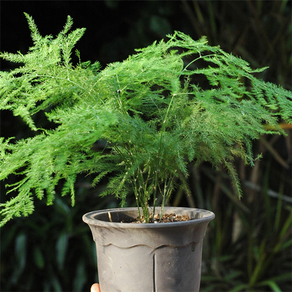 

Balcony plant Asparagus fern seeds EVERGREEN HOUSE PLANT POT PERENNIAL BONSAI garden decoration plant 6pcs C03