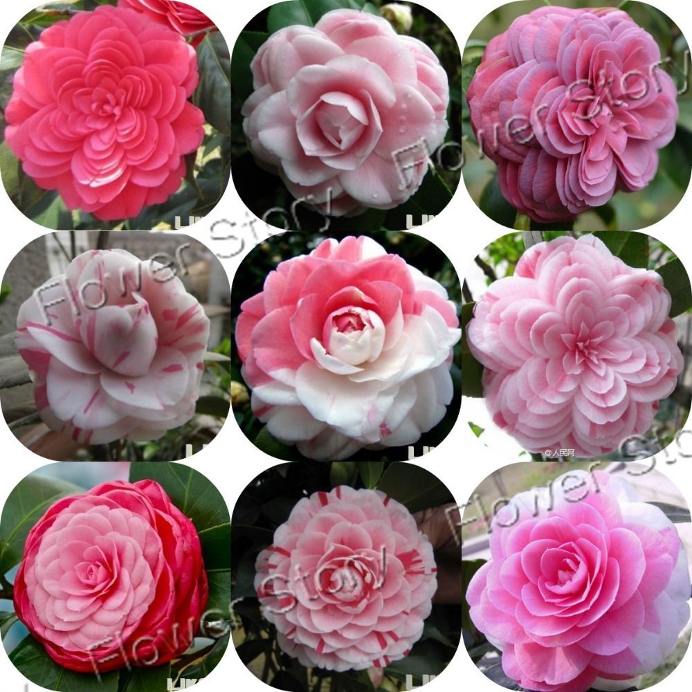 

wholesale20 MIXED DOUBLE CAMELLIA IMPATIENS Balsamina Flower Seedsplant bonsai