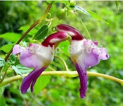 

wholesaleSale! 20pcs China Rare Parrot Orchid Flower Seeds bonsai plant garden