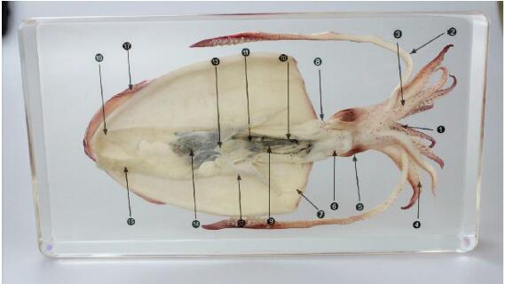 

Cuttlefish Dissection Teaching Specimen Acrylic Resin Embedded Cuttlefish Dissection Transparent Mouse Block Student Biological Science Kits