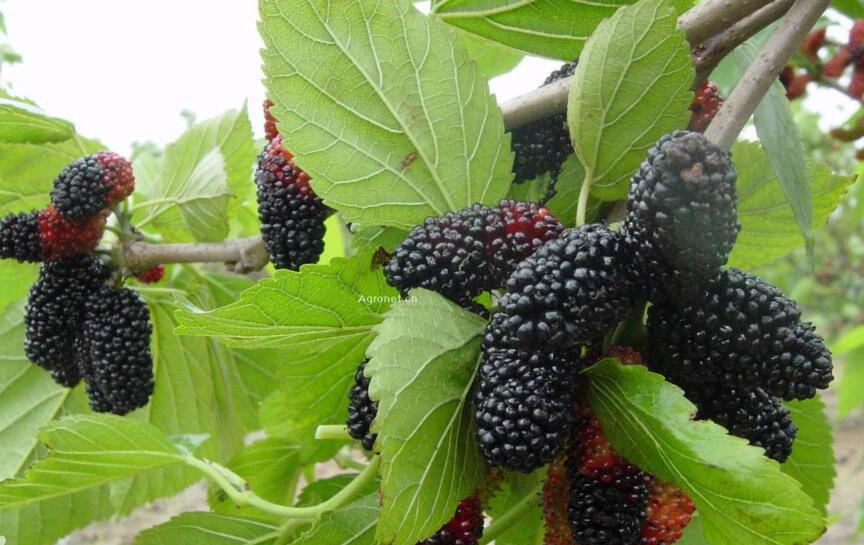 

200pcs/lot hot selling Morus alba L. mulberry black strawberry seeds for DIY home garden Fruit seeds