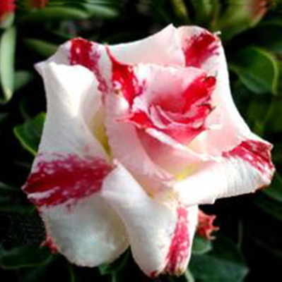 

Unique Red with White Double Flowers Desert Rose Seeds Potted Flowers Seeds Ornamental Plants Balcony Adenium Obesum Seeds