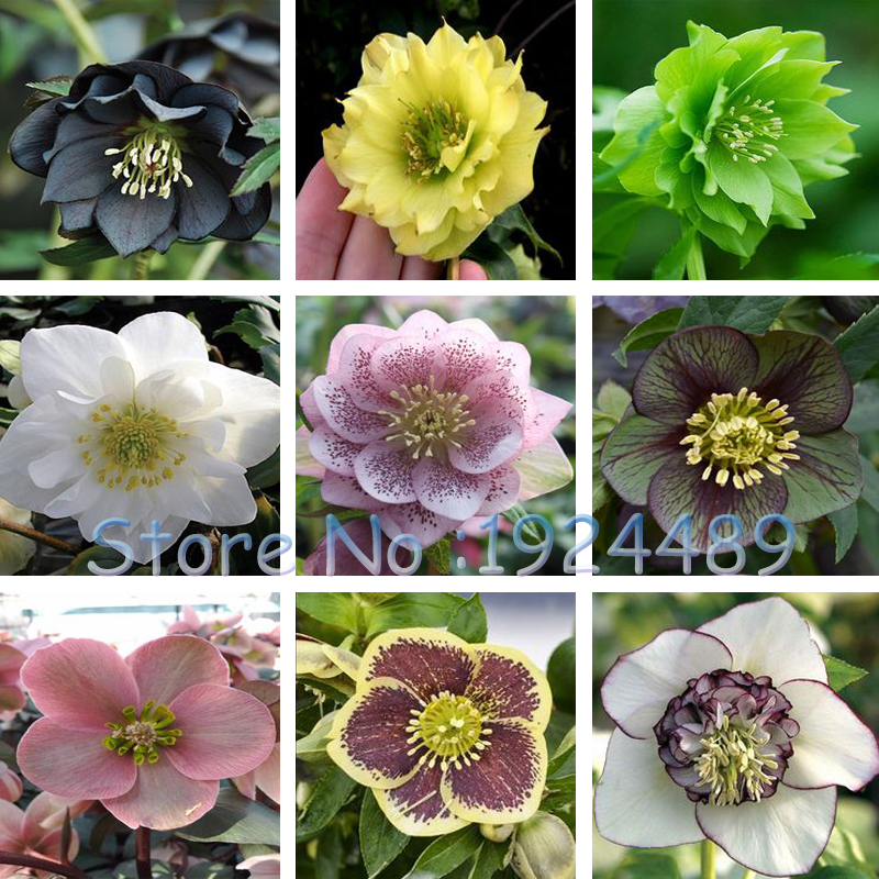 

Unique 20 different colors Japanese bonsai Potted Helleborus seeds DIY home garden 100PCS