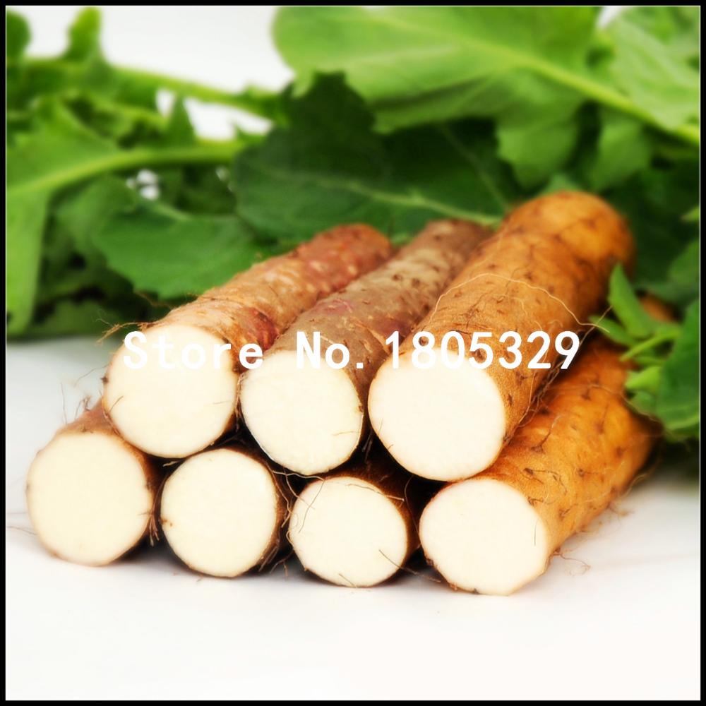 

One Pack Chinese Yam Seeds 10 Pcs Perennial plants Dioscorea Opposita Herbal vegetable Seeds rare Plantas Medicinais bonsai