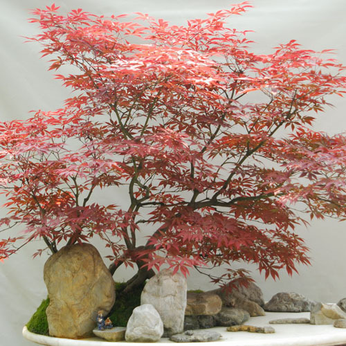 100/% bonsai 30pcs seedsplants BELLISSIMO ALBERO Indoor