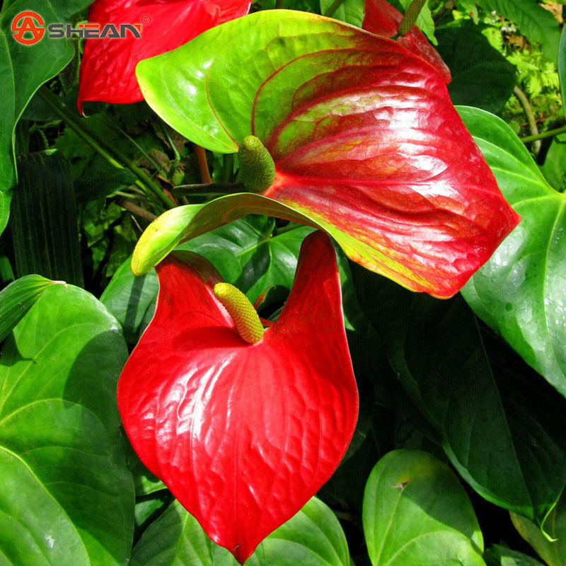 

wholesaleAnthurium Andraeanum Seeds Indoor Potted Flowers Red Anthurium Plant Seedsplant bonsai