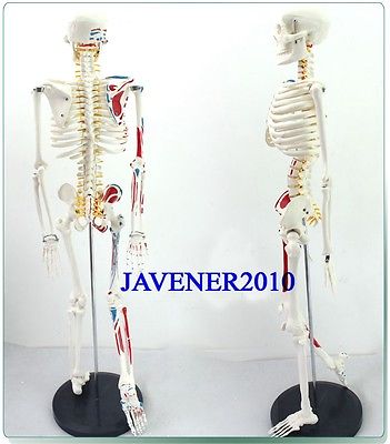 

Wholesale- 85cm Human Anatomical Anatomy Skeleton Model Muscle +Stand Fexible, As pic