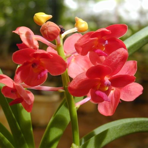 

wholesale100 Pink Cymbidium Seeds Potted Seeds Flower Seeds Cicada Orchid Balcony Plantsbonsai plant garden