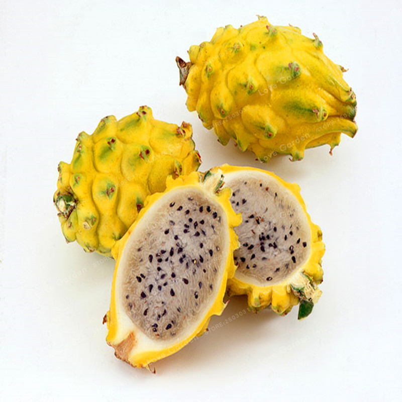 

100PCS Rare Yellow Pitaya Fruit Trees Seeds Perennial Plants Non-gmo Hylocereus Dragon Fruit Seeds Home Garden