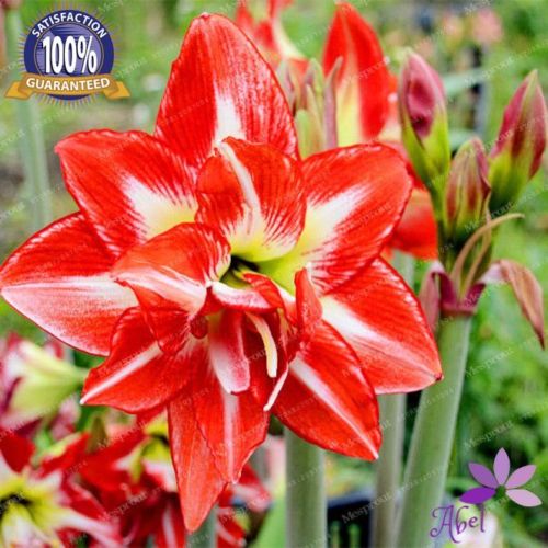 

4 Bulbs Amaryllis Bulbs,True Hippeastrum Bulbs Flowers Not Seeds cheap sale