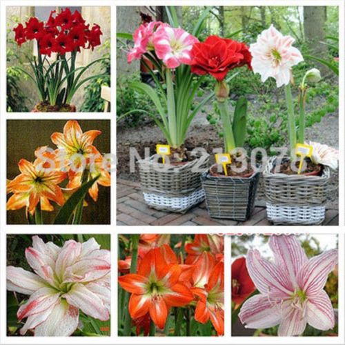 Amaryllis Seeds Sales on Christmas 12 - Buy Cheap in Bulk from