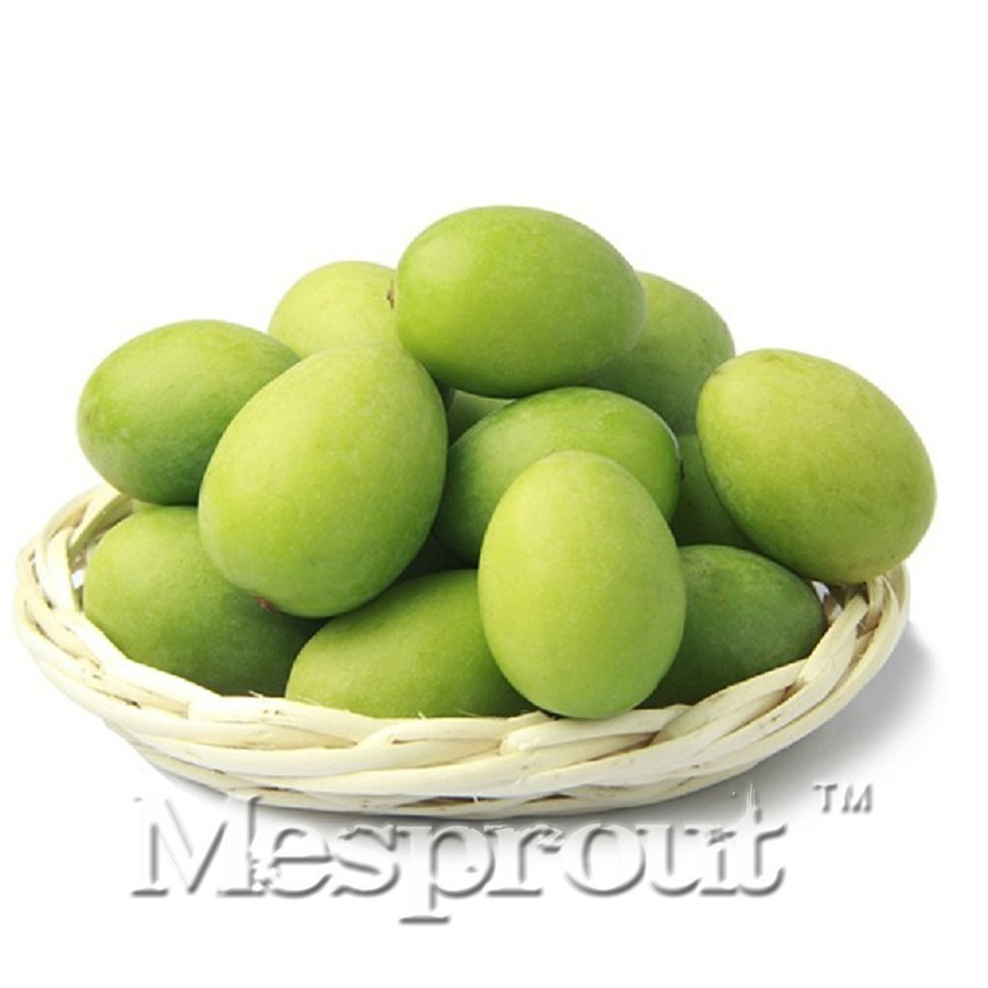 

Very Popular Canarium Album 5pcs, Indian Canarium Album Evergreen Tree Seeds, Family Canarium Album Chinese Tan Xiang Shu Seeds