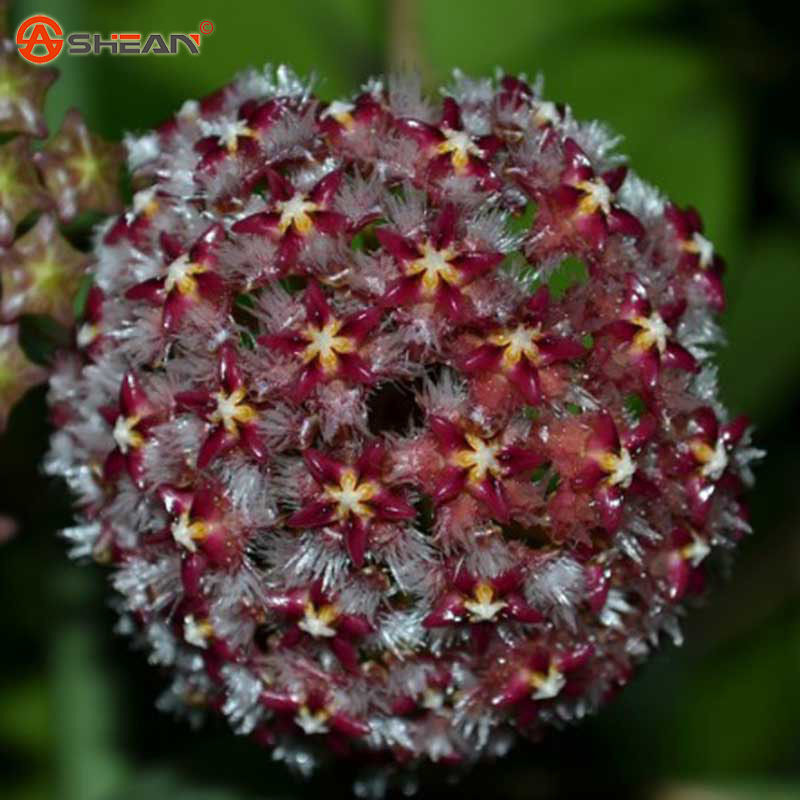 

wholesale100 Balcony Potted Flowers Hoya Seeds,Dark Hoya Carnosa Seedsplant bonsai