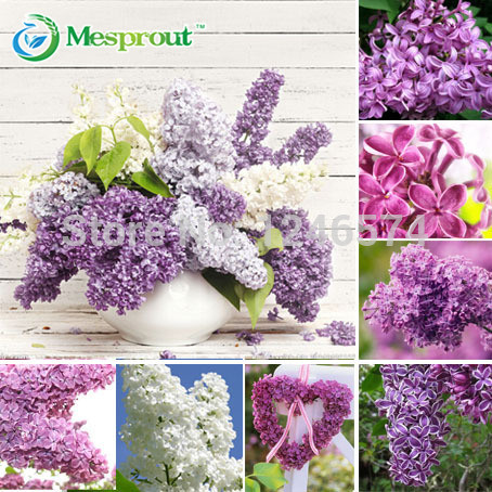 

50pcs / bag, Syringa seeds, potted seed, flower seed, variety complete, the budding rate 95%, Romantic Flowers