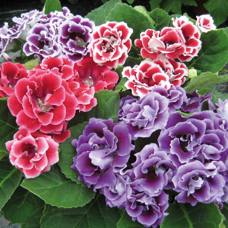 

wholesale100 flowers gloxinia seeds, sinningia gloxinia flower seedplant bonsai
