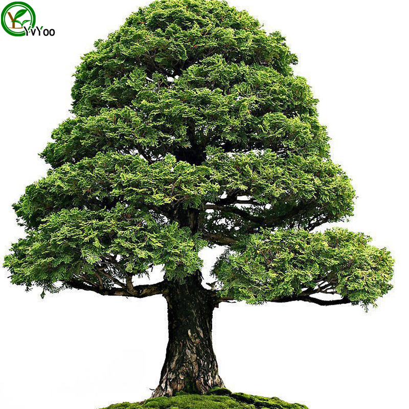 

Cypress Tree Seeds Tree Seeds High survival Rate bonsai Fruit Seed For Home Garden Bonsai Plant 50pcs W012
