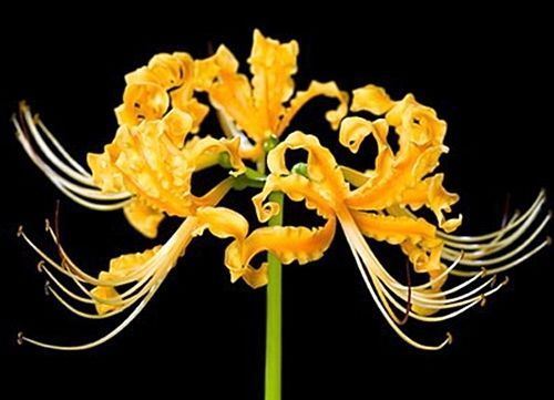 

wholesale Yellow Lycoris Bulb,Spider Lily,Lycoris Radiata - 5 Bulbs bonsai plant garden