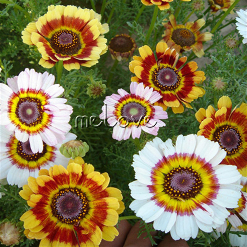 50 Stück Bunte Gazania Gazania Seeds Garten-Blumen Samen Neu·
